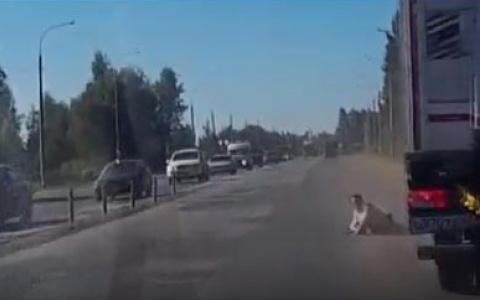 Бросилась под колеса фуры: ЧП с пенсионеркой сняли водители в Ярославле