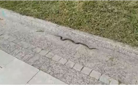 Змеи добрались до Стрелки: ярославцы назвали причину появления гадов в центре