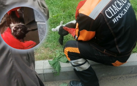 Адский крик из-под капота: туристка нашла неприятный сюрприз в авто в Ярославле