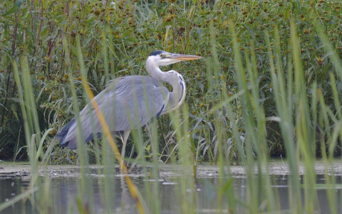 В Ярославской области откроется цифровая экотропа для наблюдения за птицами в дикой природе