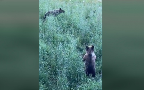 Хищники выходят к людям: ярославский чиновник заснял трех медведей под Ярославлем