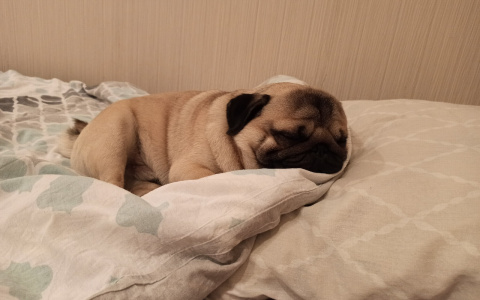 Или штраф: владельцев питомцев заставят маркировать их за свой счет