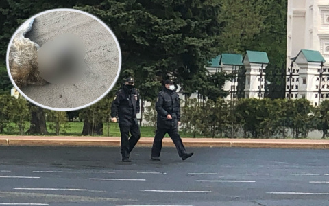 Умирали в муках: молодая мать жестоко издевалась над собаками под Ярославлем