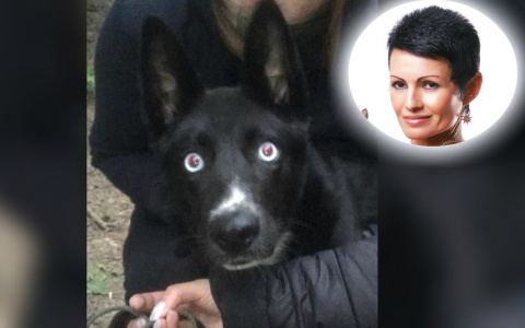 "В глазу лопнул сосуд": ярославский водитель два раза проехался по собаке