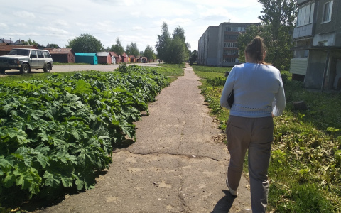 "Ядовитый сорняк подбирается к домам": в мэрии озвучили шок-цифры пораженных борщевиком участков