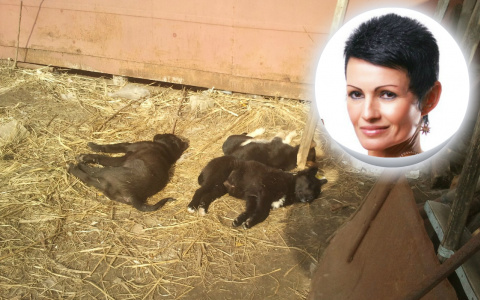 "Щенкам ломали позвоночник": подробности жуткого ЧП на ярославском заводе