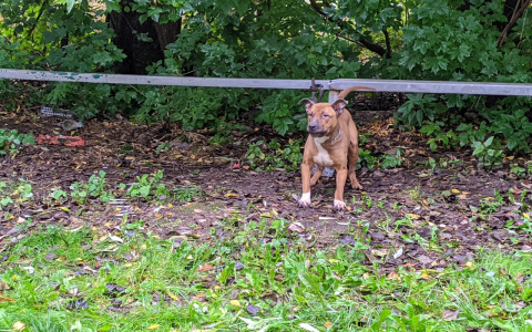 Безумно скулит на привязи: в Брагино ищут хозяина, бросившего пса умирать