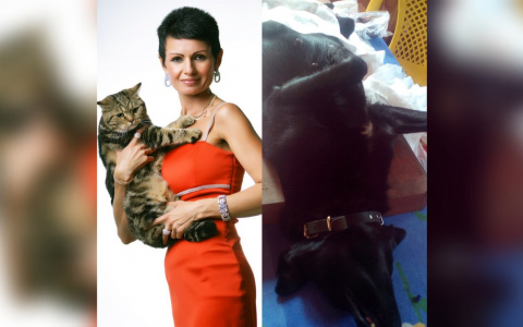 Отлавливаем беременных: ярославна рассказала об угрозах размножения бездомных животных