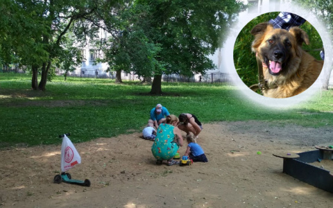 "Дочь была вся в крови": в Ярославле родители отсудили 300 тысяч у хозяев собаки