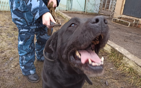 Дело на 51,5 миллионов: начальник тыла УМВД по Ярославской области "прогорел" на собаках