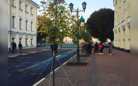 «Липы погибали»: в Ярославле вместо выкорчеванных деревьев посадили новые