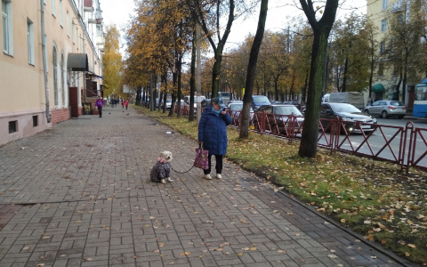 Только один день: когда ярославцы смогут бесплатно привить животных
