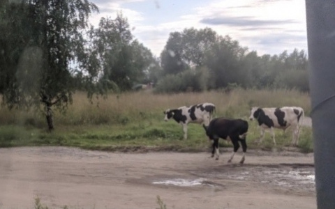 Коровы пасутся прямо на кладбище в Ярославской области