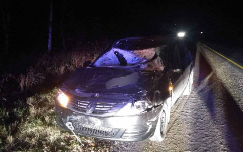 Туша проломила лобовое: о ДТП с животным рассказали в полиции Ярославля