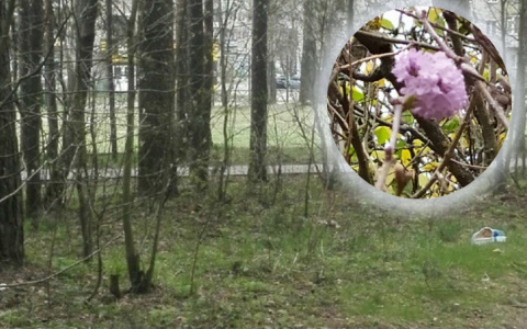 Природная аномалия: в Ярославской области расцвела сирень