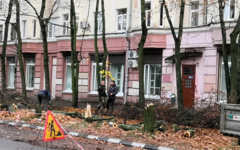 "Под парковку": в центре Ярославля вырубили десять кленов