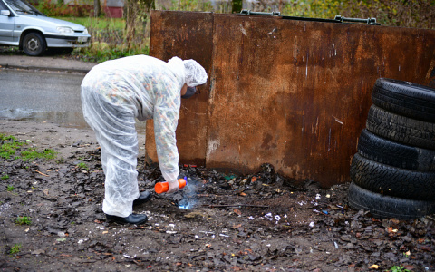 Крысы бегают по рынку: как ярославцы воюют с грызунами