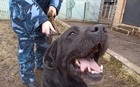 Начальника колонии задержали в Ярославской области