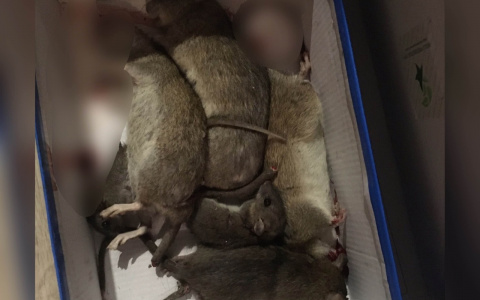 "Крысы топают по кухне": гигантские твари атаковали центр Ярославля