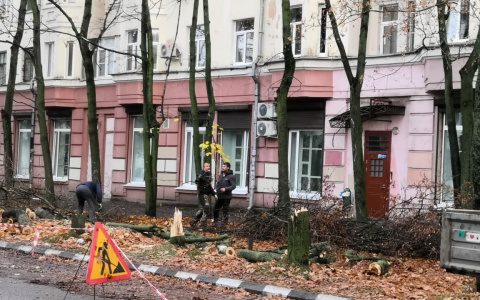 "Падать не собирались": власти Ярославля о вырубке кленов в Ярославле