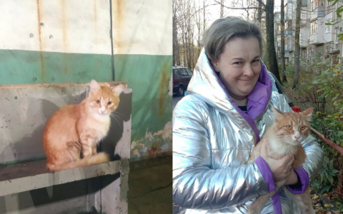 "Только номер перепутал": в Ярославле кот-путешественник уехал от хозяев на трамвае в депо