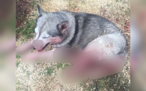 "Лежит на операционном столе": соседи расстреляли собаку под Ярославлем