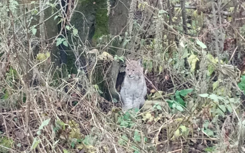Детеныша сбитой рыси спасли в Брагино: видео