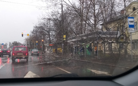 За Волгой дерево упало на остановку с людьми