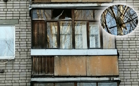 Раненая сова разбила балкон в Брагино