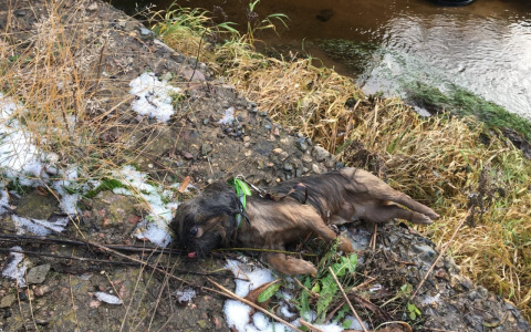 Сумку набили кирпичами: в Ярославле ищут хозяев убитого пекинеса