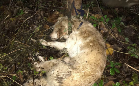 Из-за мертвой собаки, привязанной к дереву, зреет бунт в Ярославской области