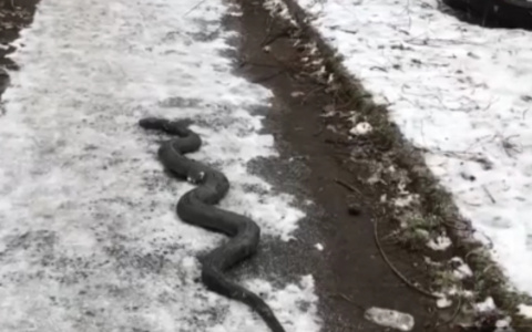 Двухметровая змея на снегу в центре Ярославля напугала жителей