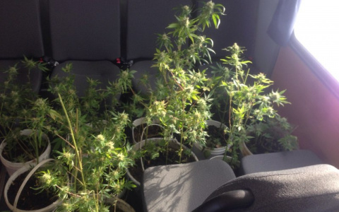 Ограбил мертвеца: под Ярославлем любитель конопли украл порох и семена у погибшего друга