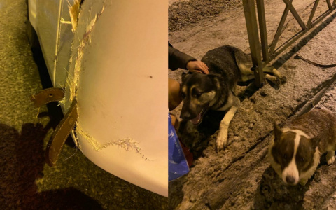 Маршрутка переехала двух собак на глазах у хозяина в Ярославле