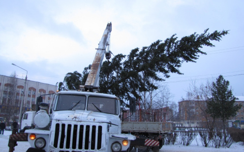 Исчезнувшую ель под Ярославлем поставили в центре города