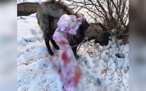 "Изо рта шла кровь": в Ярославле сбитую козочку привязали к дереву