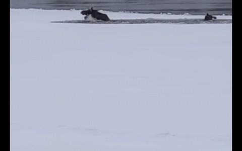 Три трупа животных нашли под Ярославлем: подробности