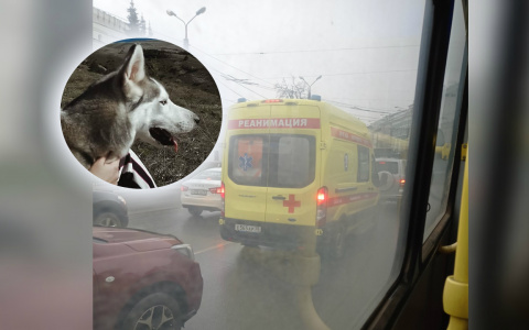 В Ярославской области хаски откусила нижние веки ребенку