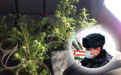 Веселое сено: под Ярославлем москвич вырастил поле конопли на корм животным