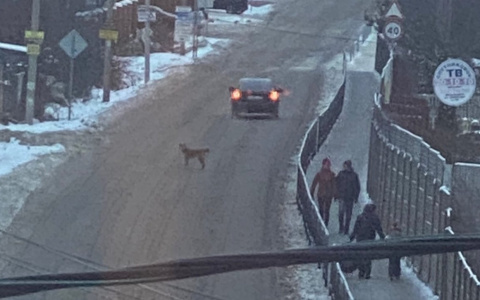 Ярославцы в ярости: засняли, как дети выгнали собаку из дома