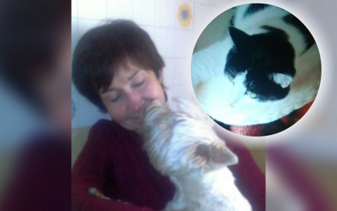 Сустав развалился на несколько частей: в Ярославле ищут приют для кота бабушки-инвалида