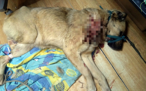 «Двоих убил»: живодёр, истязающий собак под Ярославлем, избегает наказания