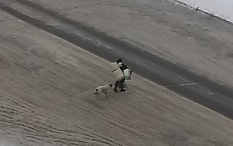 Дама с собачками: в Ярославле женщина живет с собаками в теплотрубах