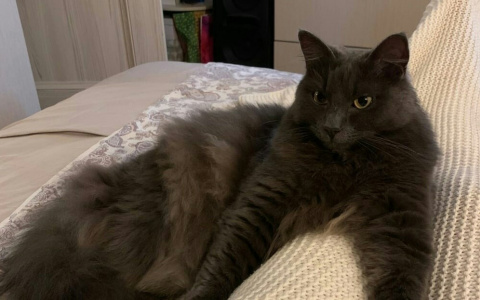 Кот, пропавший полгода назад в Туношне, нашелся в Ярославле