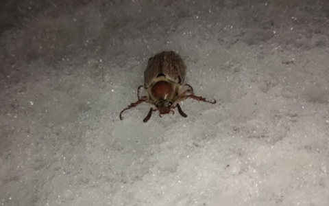 Редкое явление: из-за резкого потепления майские жуки проснулись в январе