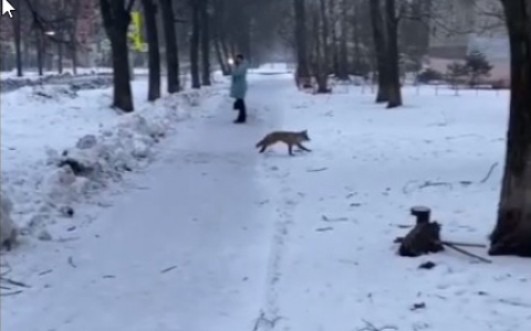 «Бешенство бегает по городу»: на улице Лисицына в Ярославле заметили лису
