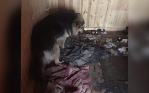 "Это ад": в Ярославле брошенный пес сам утепляет будку. Видео