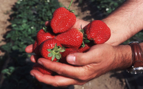 Сад моей мечты: на что обратить внимание при покупке саженцев