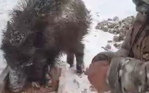 Маму убили браконьеры: ярославец выхаживает шестерых кабанят. Видео