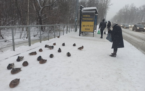 Примерзают к льду: в тридцатиградусные морозы утки поселились на остановке Ярославля